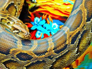 Close-up of multi colored lizard