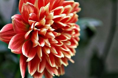 Close-up of red flower