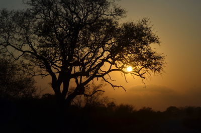 Silhouette tree against sky during sunset