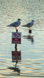 Birds perching on a sign