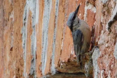 Bird perching on wall