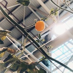 Low angle view of oranges growing on plant