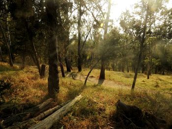 Trees in forest