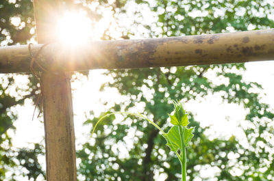 Low angle view of sun shining through trees