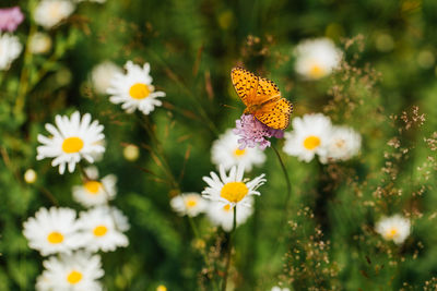 Close-up of white daisy flowers and butterfly
