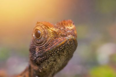 Close-up of a lizard