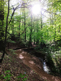 Sun shining through trees in forest