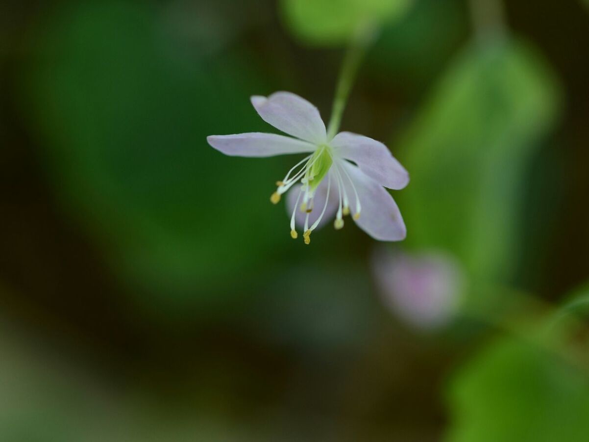 flower, freshness, petal, fragility, growth, flower head, beauty in nature, focus on foreground, close-up, white color, nature, blooming, plant, in bloom, selective focus, stem, blossom, single flower, outdoors, day