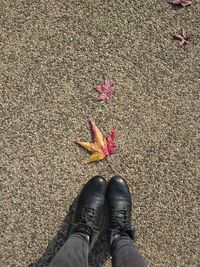 Low section of person standing on autumn leaves in city