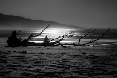 Driftwood on beach against clear sky