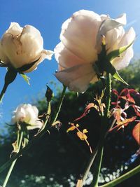 Close-up of flowers growing on plant