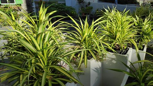 Close-up of potted plant