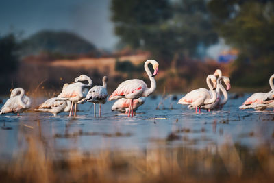 Group of flamingos in a lake