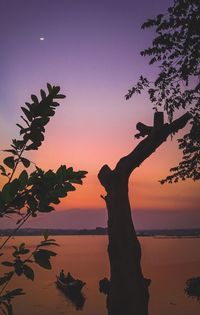 Silhouette tree by sea against sky during sunset