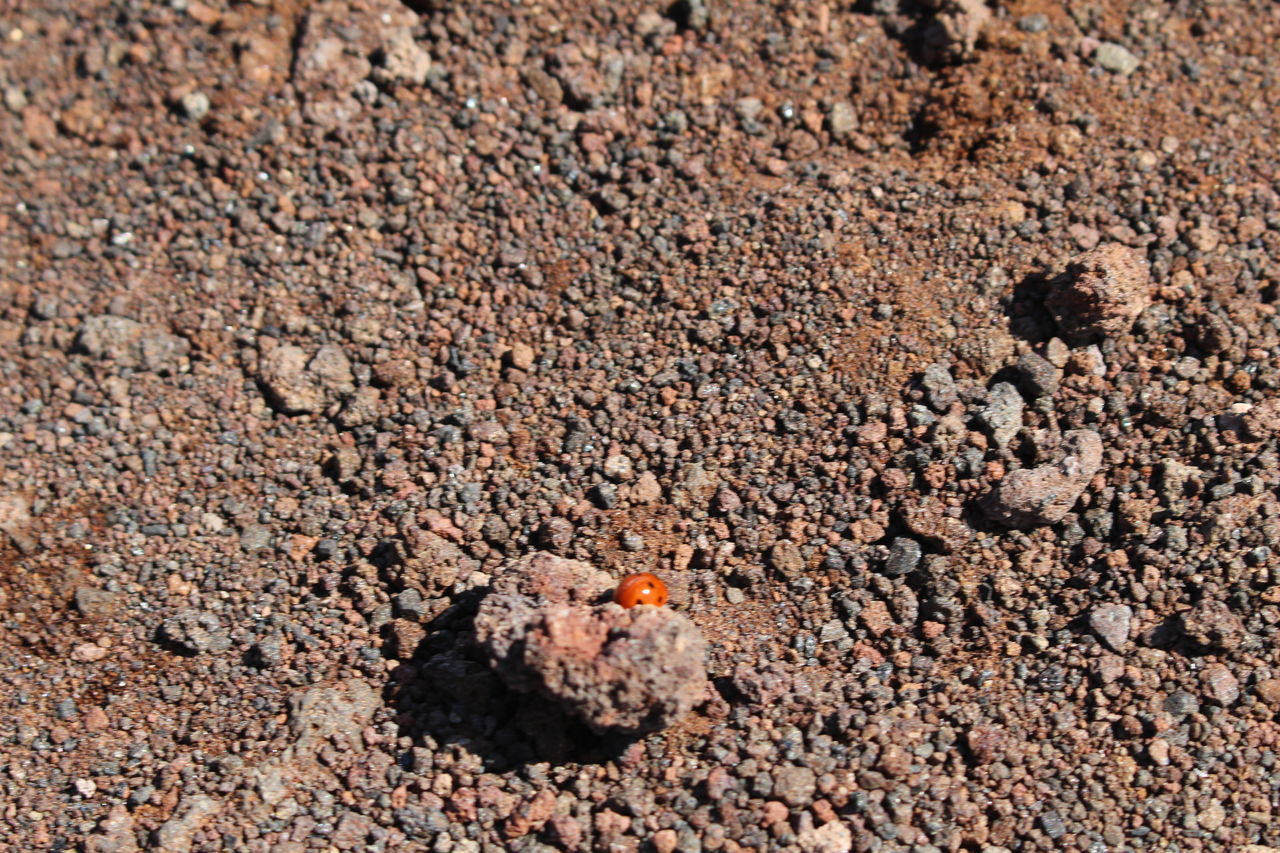 HIGH ANGLE VIEW OF INSECT ON LAND