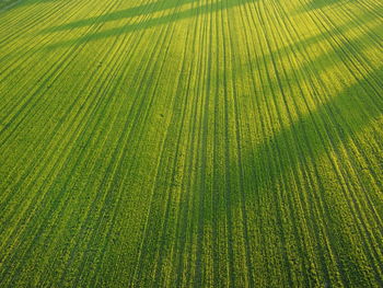 Full frame shot of agricultural field