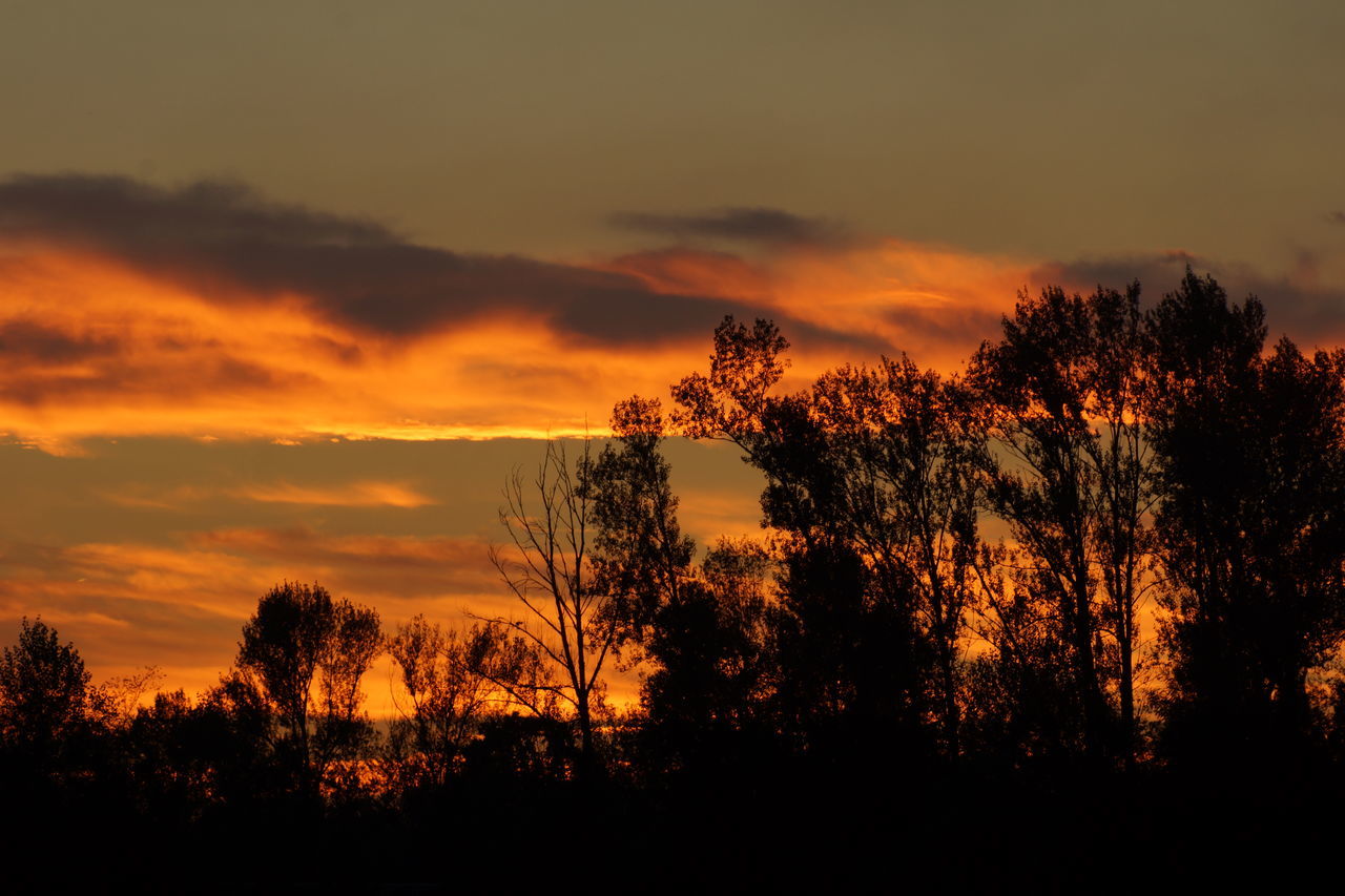 sunset, silhouette, tree, tranquil scene, tranquility, beauty in nature, scenics, sky, nature, orange color, growth, dark, branch, cloud - sky, outdoors, calm, non-urban scene, solitude, outline, remote, no people, back lit, dramatic sky, atmospheric mood, majestic, woodland