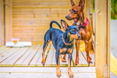 Outdoor portrait of a miniature pinscher dogs