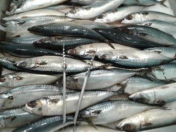 High angle view of fish for sale in market