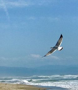 Bird flying over sea against sky