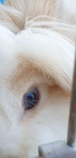 Close-up portrait of a horse