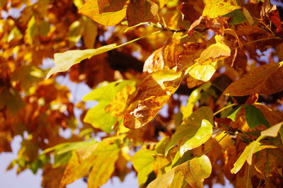 Close-up of autumnal leaves