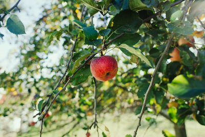 Close-up of fruit on tree