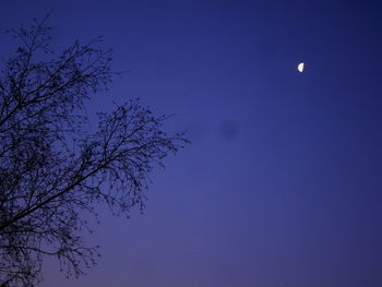 Low angle view of silhouette tree against sky at night