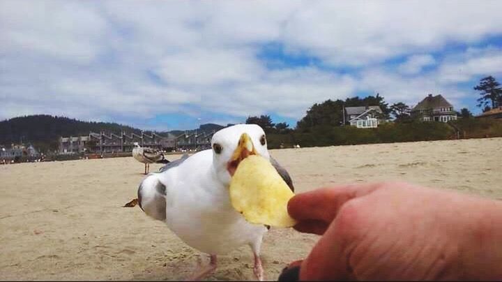 CLOSE-UP OF HAND HOLDING BIRD ON ROCK