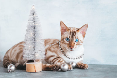 Portrait of bengal cat with christmas decoration near to silver shiny christmas tree. 