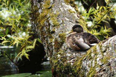 Close-up of duck on tree
