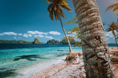 Palm trees at beach against blue sky