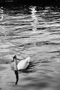 Swan swimming in lake