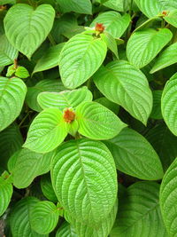 Full frame shot of green leaves on plant