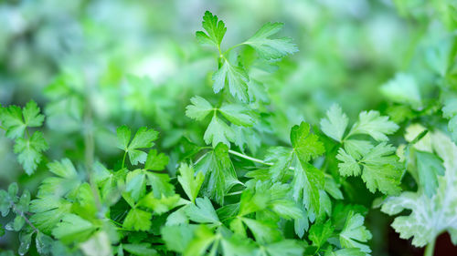 Close-up of fresh green leaves