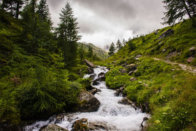 Scenic view of stream flowing amidst trees in forest against sky