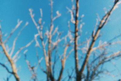 Low angle view of tree against sky