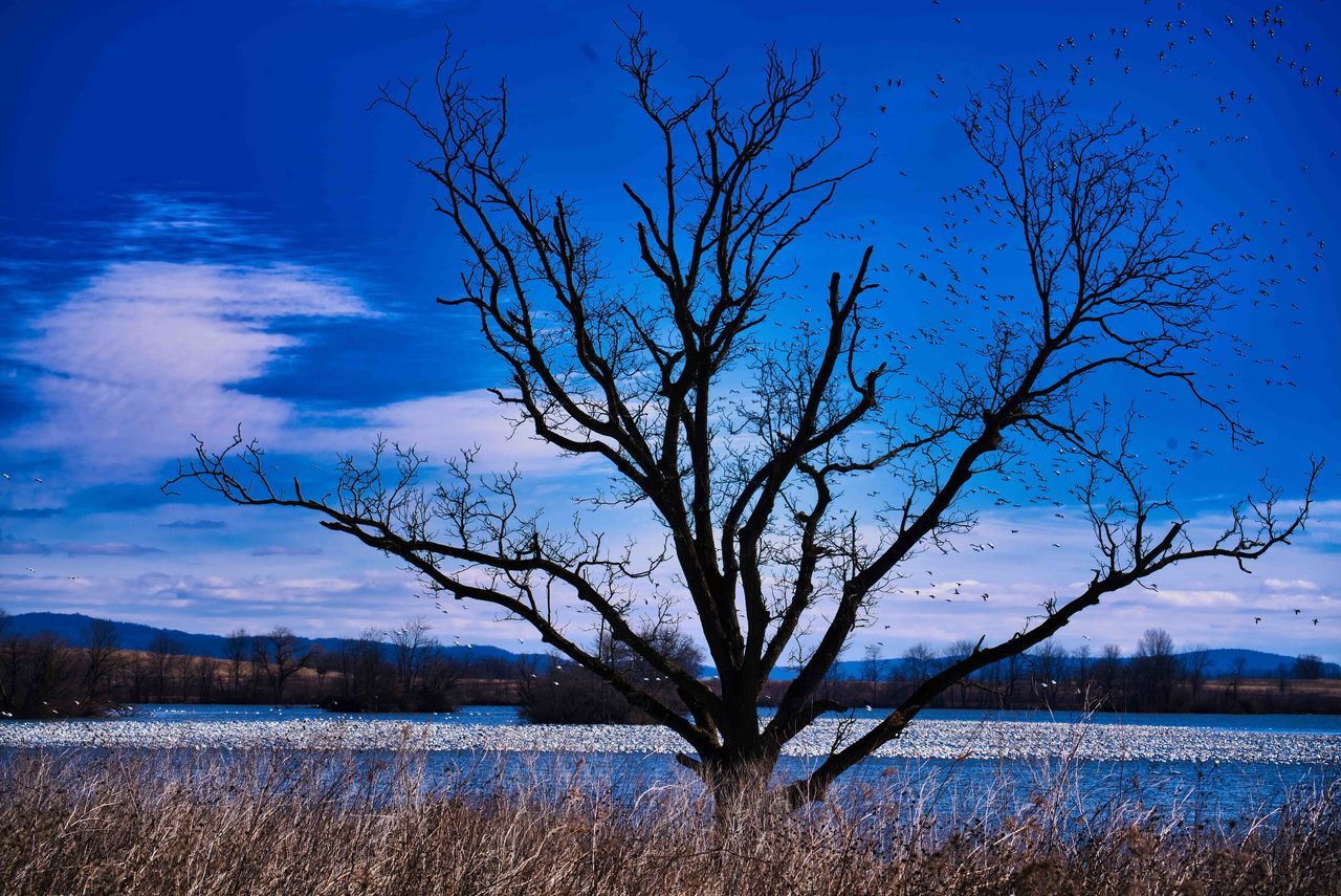 nature, sky, tree, plant, bare tree, morning, beauty in nature, landscape, reflection, scenics - nature, branch, environment, blue, dawn, cloud, tranquility, no people, horizon, winter, water, land, tranquil scene, lake, grass, outdoors, mountain, non-urban scene, sunrise, tree trunk, snow, trunk, silhouette, sunlight, rural scene