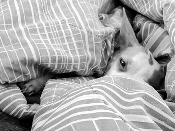 Close-up of dog sleeping on bed