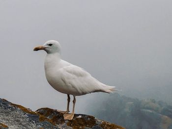 Seagull perching on rock