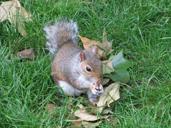 High angle view of squirrel on field