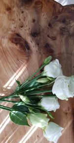 High angle view of white rose on table