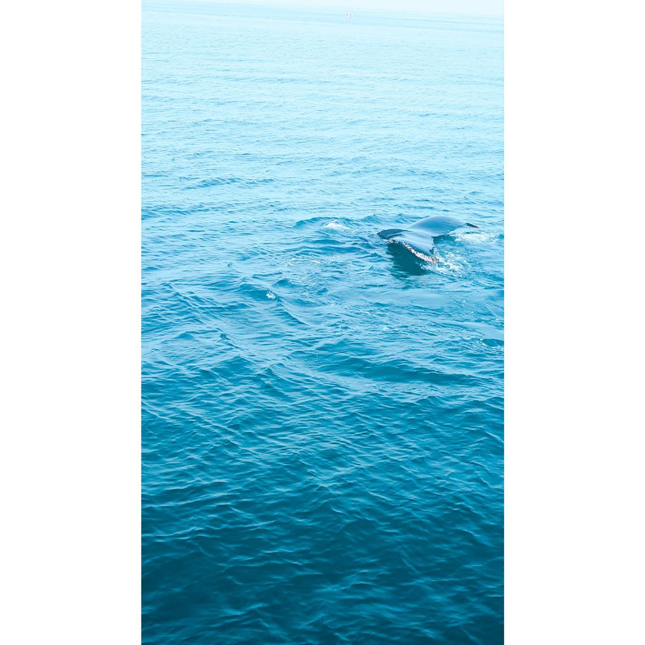 VIEW OF A SWIMMING IN THE SEA