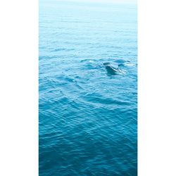 View of a swimming in sea