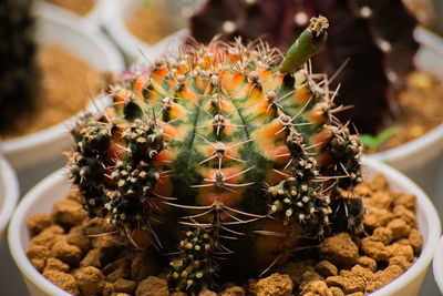 Close-up of cactus growing in potted plant