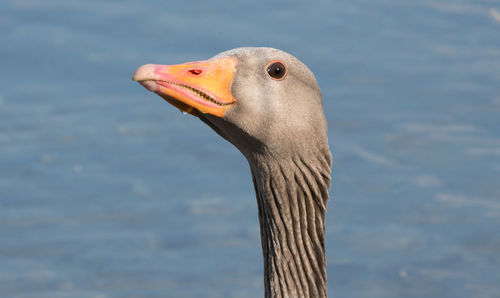 Close-up of a bird