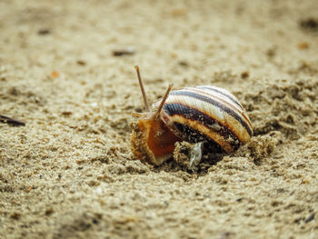 Big snail in the shell looking curiously while crawling on the sand, copy space
