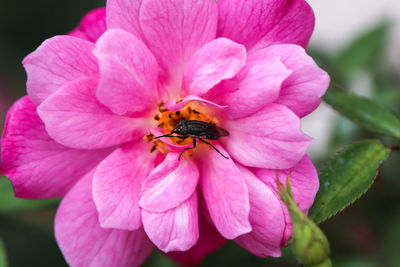 Close-up of bee on pink flower