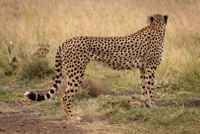 Cheetahs on field in forest