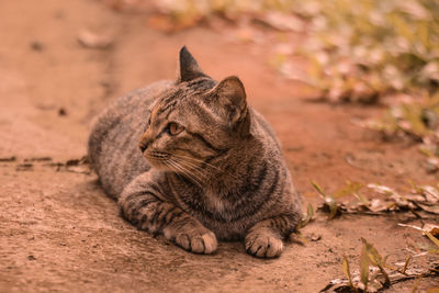 Close-up of a cat looking away